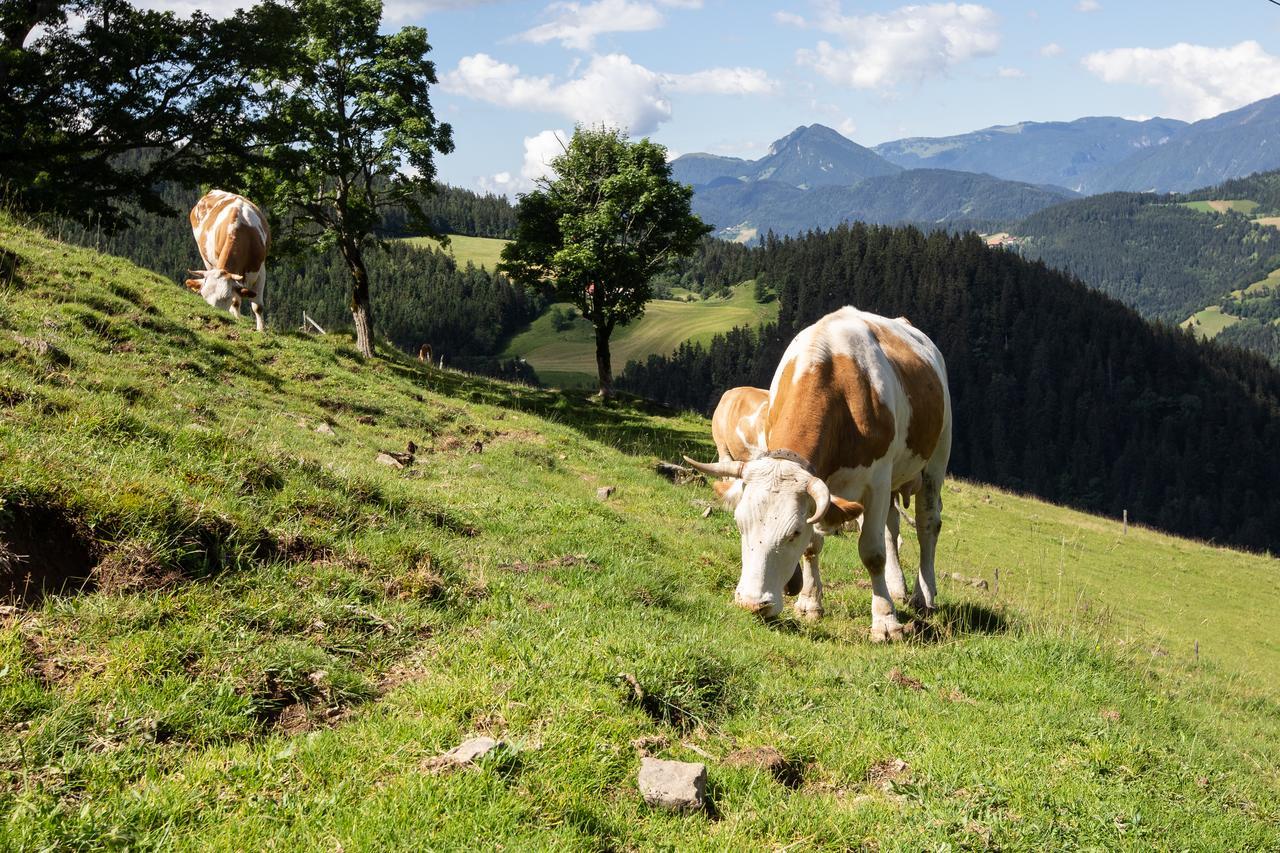 Farmstay&Glamping Visocnik Ljubno Luaran gambar
